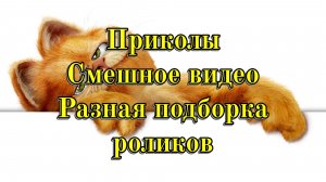 Приколы Смешное видео / Разная подборка роликов