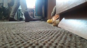 тренеровки Футбола