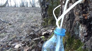 Сбор березового сока в лесу. Съемка 04.04.2026