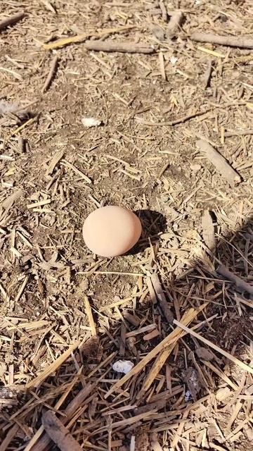 Цесарки против кур