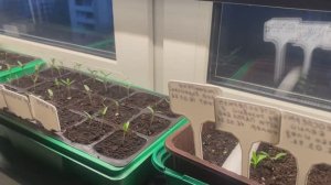 Почему не взошли томаты и перцы: 3 вывода после пикировки 🍅