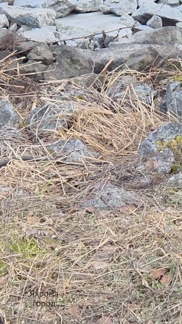 Весна на канале.Змеи.