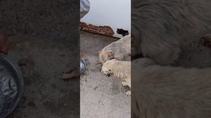 Подписчики выручайте напомните кому ещё я не дала вкусняшку