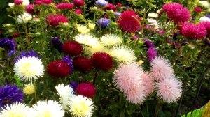 Всегда сею астры этим способом! Делюсь своим методом посева астр