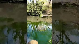 Наша жизнь в Германии 🇩🇪 прогулка по Японскому саду в Германии