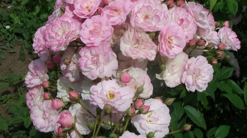 Розы после зимовки #розы #цветы #сад #растения #зимовкароз #розывесной #розывсаду #кустарники