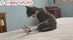Приколы с котами! С УГАРНОЙ ОЗВУЧКОЙ! Смешные коты! Самые Смешные Животные!
