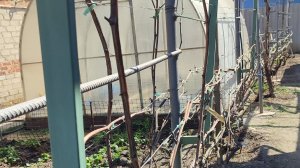 Весенняя подвязка винограда. 4.04.26