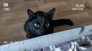 КОТИК ПРИШЕЛ ЗА ВНИМАНИЕМ И ОБЩЕНИЕМ