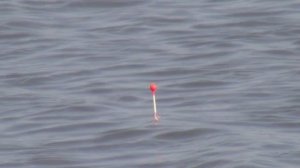 Ловля плотвы на поплавок с дальним забросом рано весной (2019г)