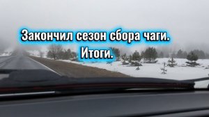 66. Закончил сезон сбора чаги. Итоги.