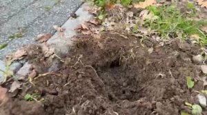 Уничтожение кротов,как мы работаем!