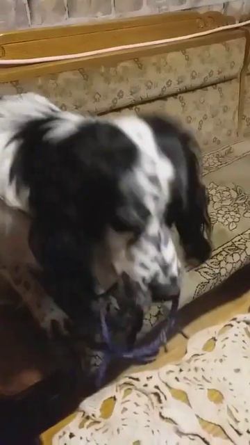 Веревка...))) #como #собака #животныешляйх #like #прикол #смешнойшортс #юмор #смешновидео #дуэт