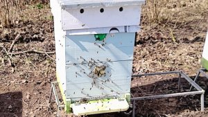 Пчелы после зимовки