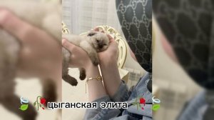 цыганская🥀🕊 песня для настроение ищют все дэлмутни музычка👑😻 Шон лайко зорики бахторики запэндо