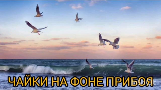 ЧАЙКИ НА ФОНЕ ПРИБОЯрелакс для отдыха и души