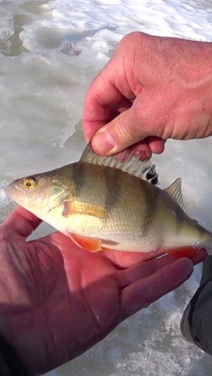 СРАЗУ ЖЕ ПОКЛЁВКА.