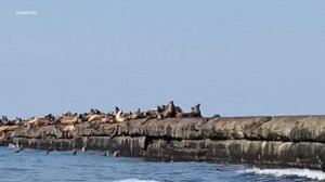 Поездка в Невельский район. Сивучи.mp4