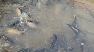 Запуск форели