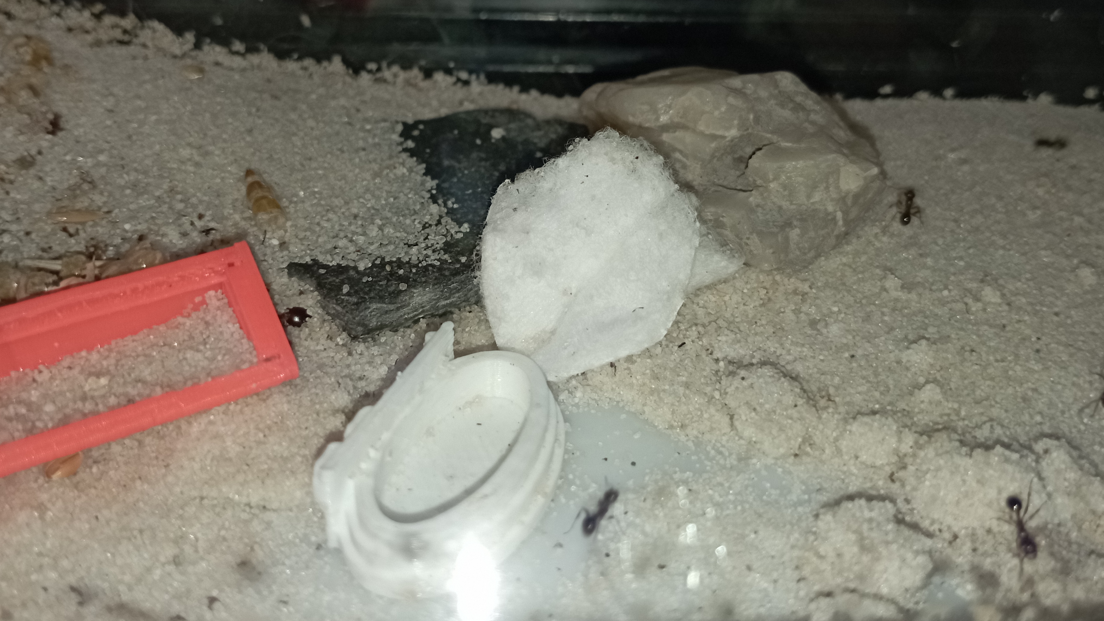 я кинул муравьям в формикарий  камень где теперь они лазиют.