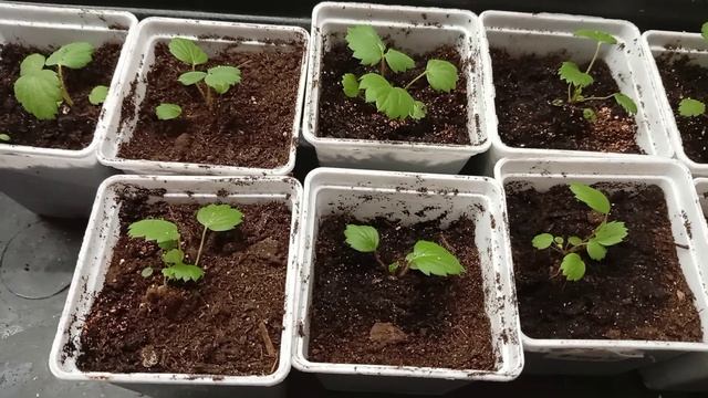 Рассада клубники из семян через 65 дней после посадки