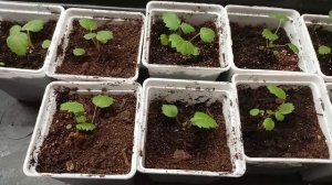 Рассада клубники из семян через 65 дней после посадки