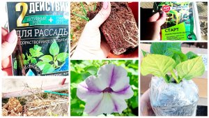 4 апреля.Фуксии из погреба в теплицу.Первая покупка в новом сезоне-растение с ВБ. Подкормила томаты.