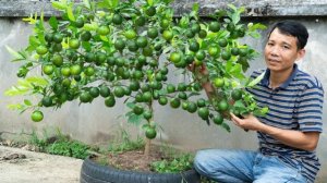 Переработайте автомобильные шины в горшки для лайма и удивитесь обилию плодов