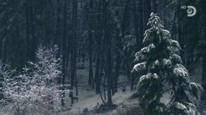 Аляска: Семья из леса 10 сезон 1 серия (реалити-шоу, 2019)