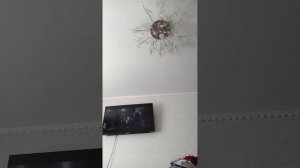 редкие монстриксы.