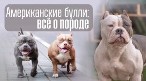 Американский булли: все о породе. Сравниваем типы