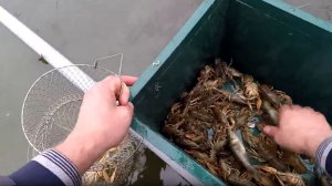 🦞🦞🦞наловил Раков на  Раколовки! Ещё одна проверка, Отличный Улов🦞🦞🦞