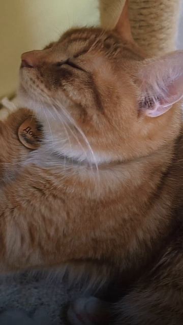 Утречко у Докки