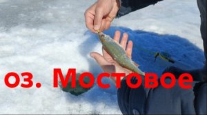 оз.Мостовое, ловля плотвы