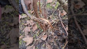 Обрезка смородины