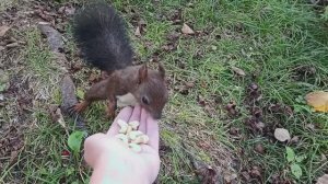Парк в городе Корсаков, Сахалин.mp4