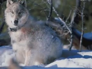 Волчья кровь - Чернила для 5 класса