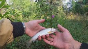 Крутая Рыбалка в Заболоченном Месте. Но Богатый Улов. Крутая Рыбалка 2026 Лучшие Моменты Тайга