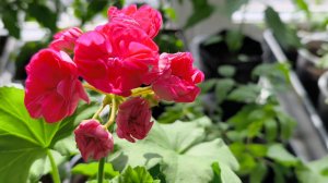 Хвастаюсь 🤣🤣🤣 своей красотой🌺 😊