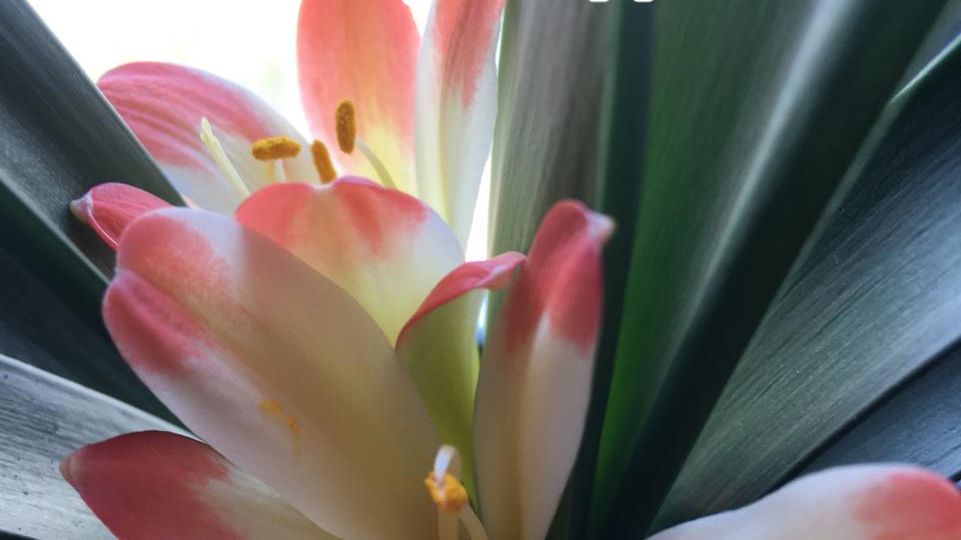 Кливия - мания.