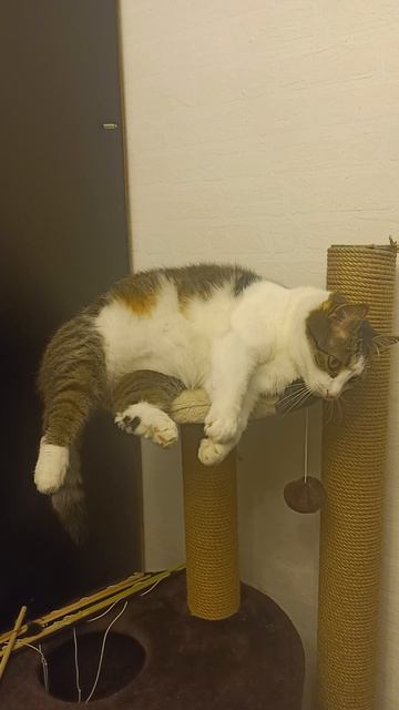 Позевун-тапыролапий