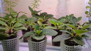 посмотрите на эту красоту! 🤗поляна цветущих глоксиний 😊🙏🙏🙏🧚♂🏵