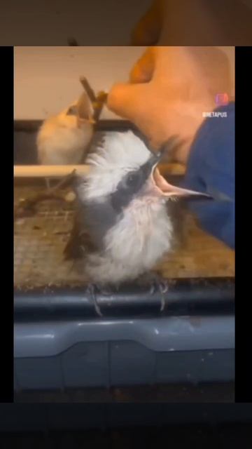 Любовь к птицам