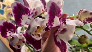 Орхидеи 🌺 Дела цветочные 04.04.26 🪴🎋🌸