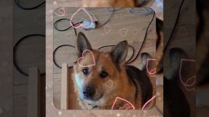 1000055040.mp4 (Собака наблюдает за устройством лестницы на 2-ой этаж в доме А-фрейм)