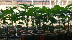 Джунгли из рассады перцев.😁 Что теперь с ними делать? До высадки ещё ого-го.🤦