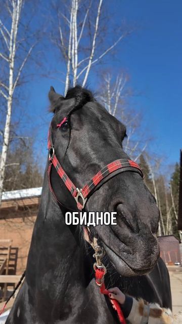 Конь Каспий делится своими наблюдениями