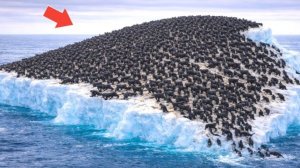 Самые невероятные моменты попавшие на камеру.