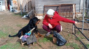 Высадили переросшую рассаду томатов в парник 31 марта. Как всё успеть? Натянули трос для ежевики.