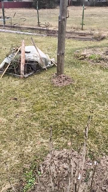 Совестливый крот.